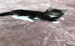 Mixed Breed cats for sale: Cute kitten for sale. - Image 2
