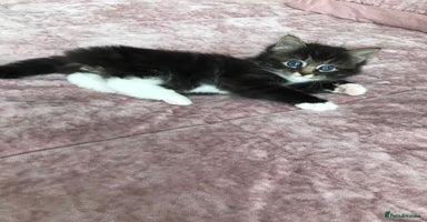 Mixed Breed cats - Advert 13