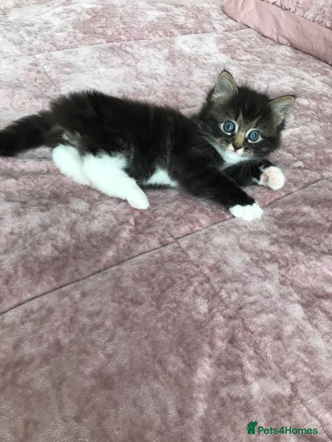 Mixed Breed cats for sale: Cute kitten for sale. - Image 2