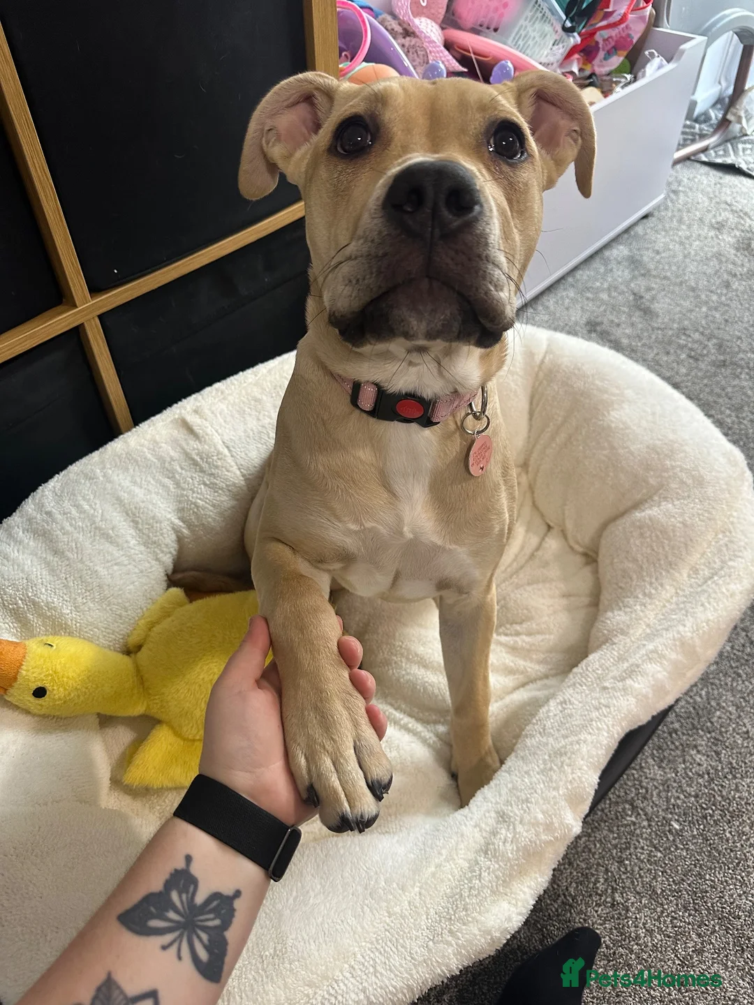 Mixed Breed dogs for sale: Honey 🍯 cane corso x staff - Advert 2