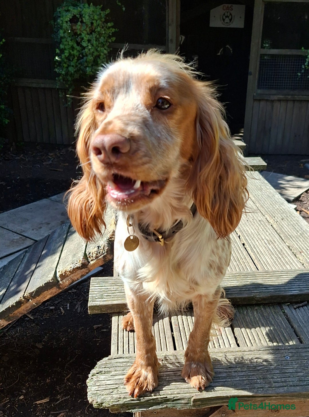 Cocker Spaniel dogs for sale: Adult Working line Cocker Spaniel  - Image 3