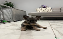 French Bulldog dogs for sale: 4 Fluffy French Bulldogs FOR SALE  - Image 4