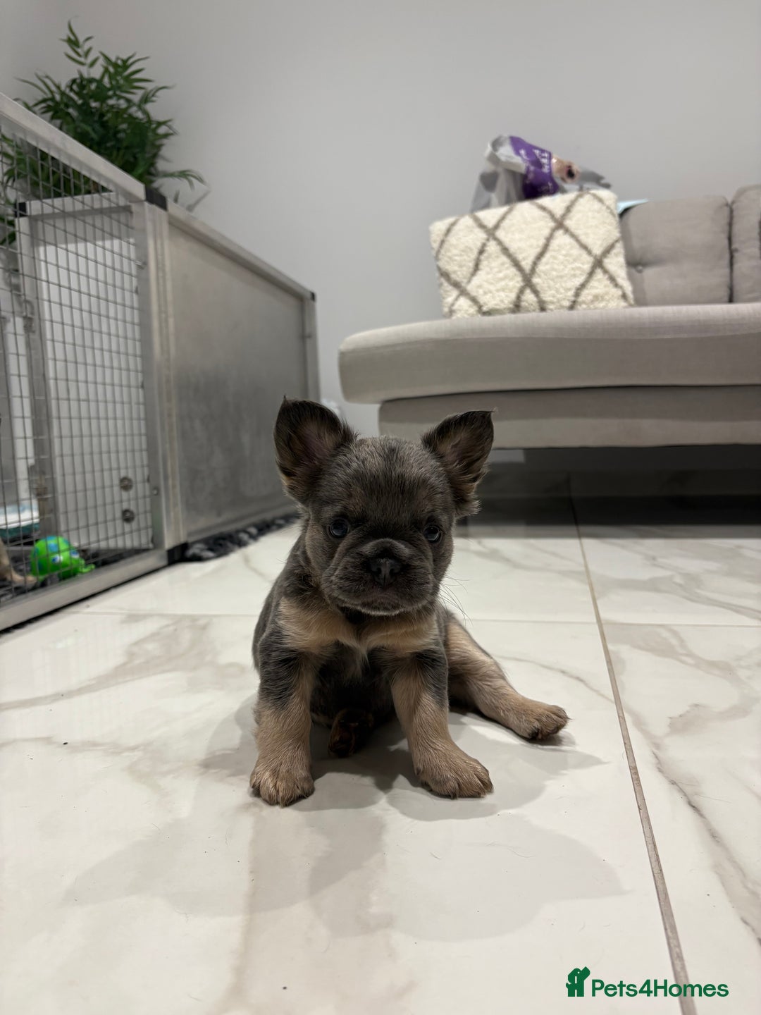 French Bulldog dogs for sale: 4 Fluffy French Bulldogs FOR SALE  - Image 4