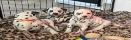 Dalmatian dogs for sale: Exceptional Litter. 2 Boys Remaining  - Advert 10