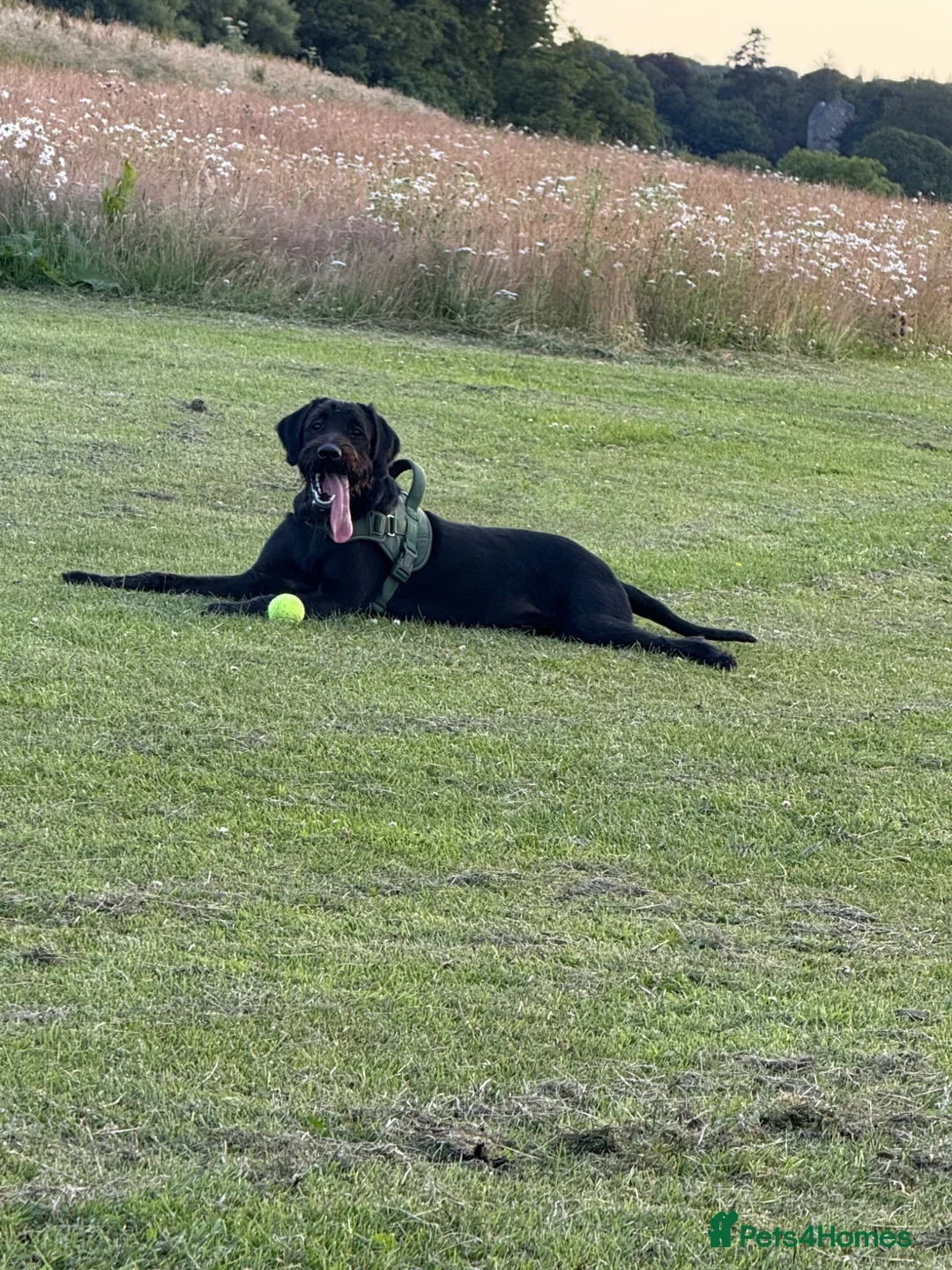 Labradoodle dogs for stud: Labradoodle for stud  in Currie - Advert 2