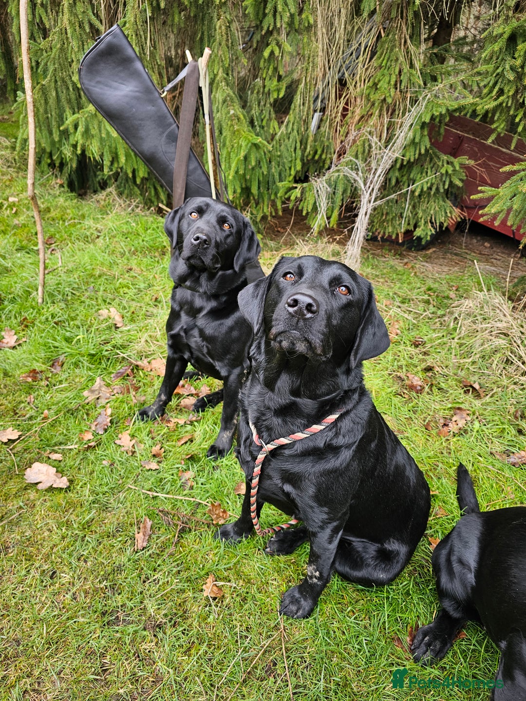 Labrador Retriever dogs for sale: Black labrador gundog working puppies  - Image 6