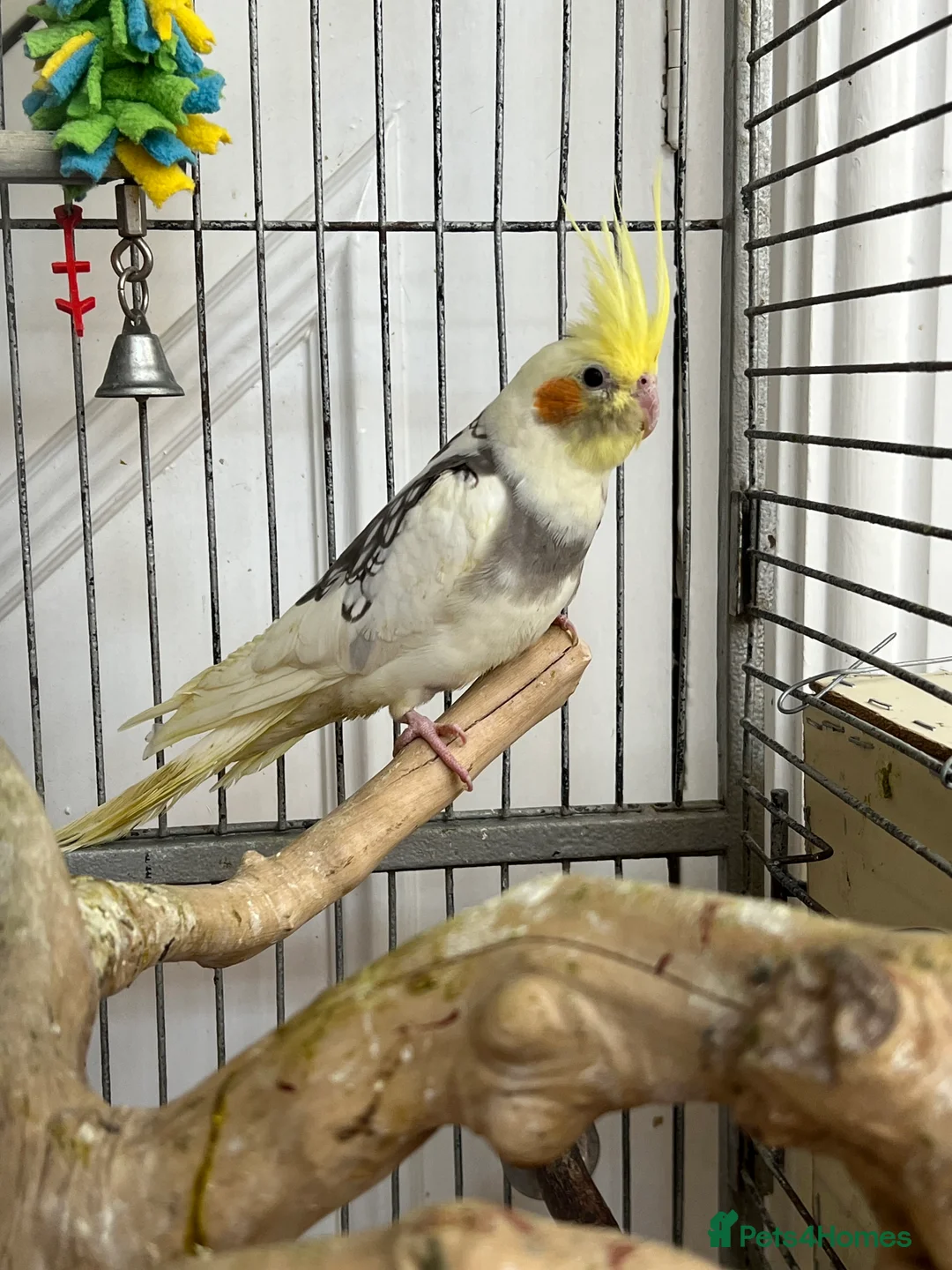 Cockatiels birds for sale: Baby Cockatiels  - Advert 13