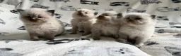 Ragdoll cats for sale: Beautiful Ragdoll Kittens 💎  - Advert 1