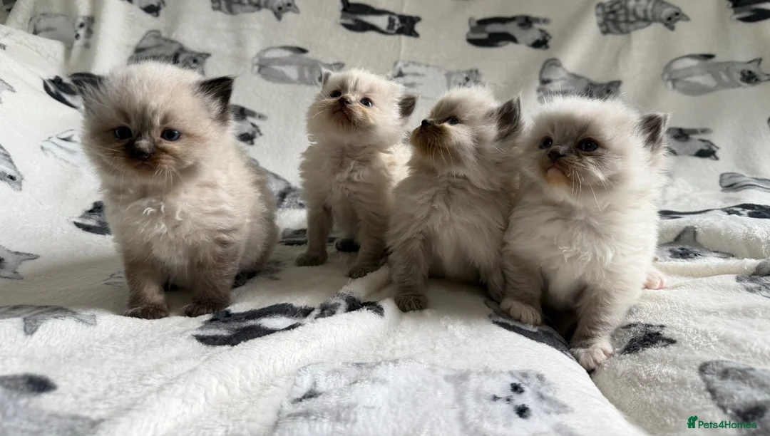 Ragdoll cats for sale: Beautiful Ragdoll Kittens 💎  - Advert 1