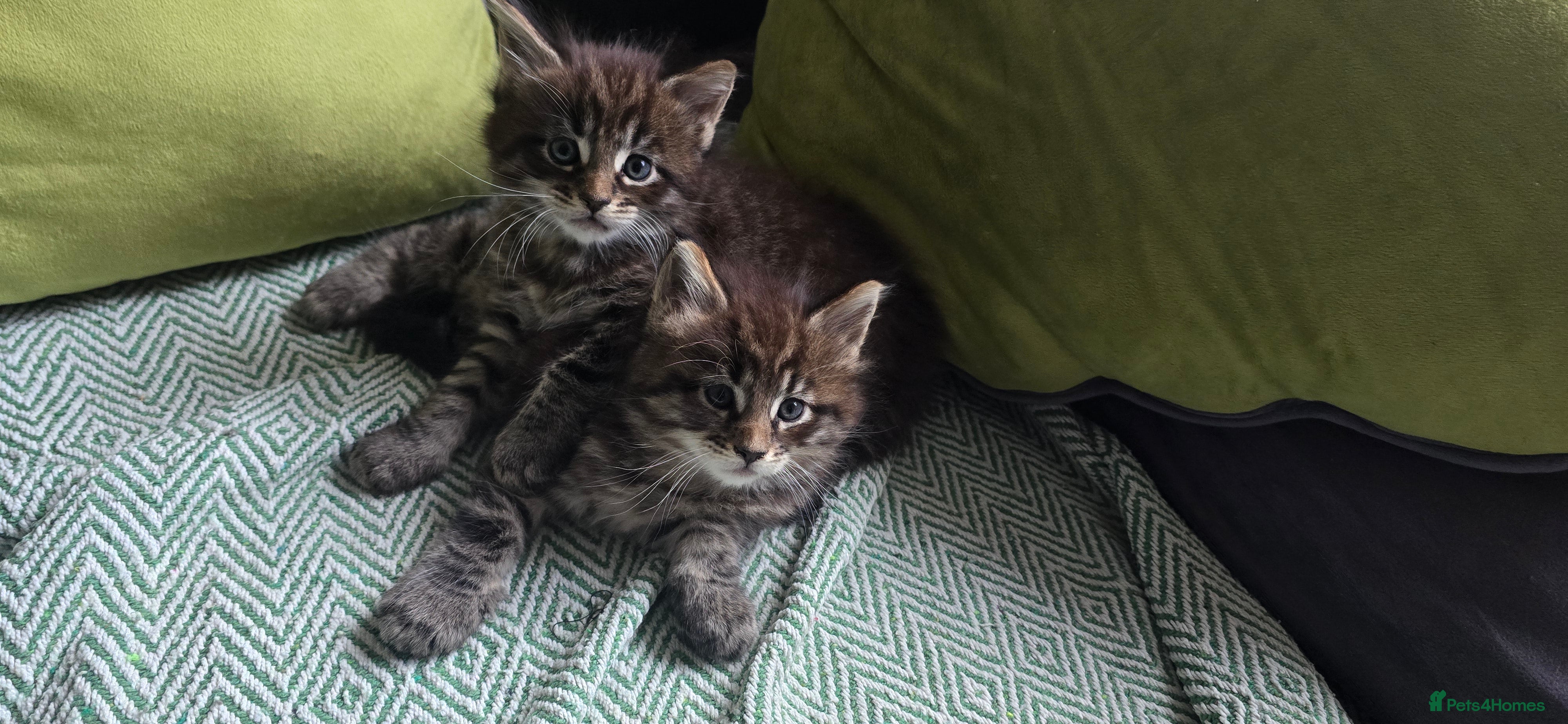Maine Coon cats Maine Coon Kittens reservation  - Advert 15