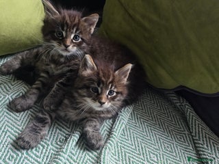 Maine Coon cats Maine Coon Kittens reservation - Advert 15