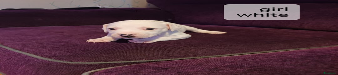 Staffordshire Bull Terrier Puppy 1