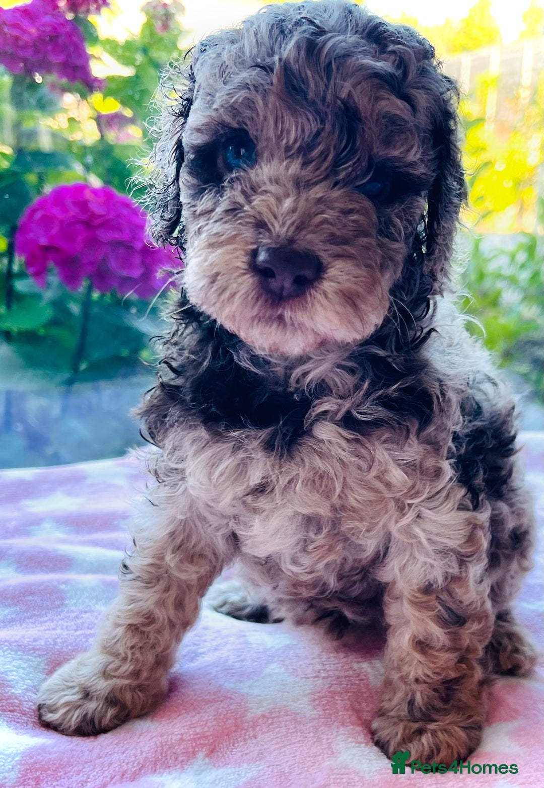 Cockapoo dogs for sale: Stunning fully DNA tested Cockapoo puppies - Image 4