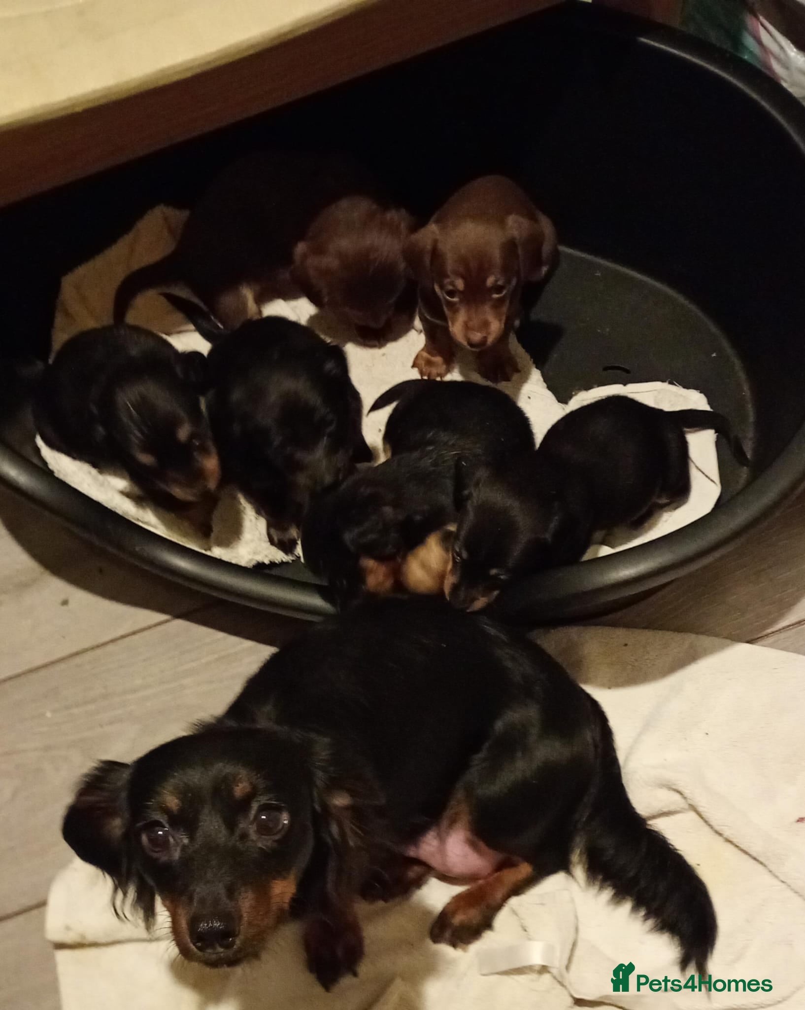 Dachshund dogs 7 long and short haired dachshunds for sale - Advert 12