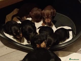 Dachshund dogs 7 long and short haired dachshunds for sale - Advert 12