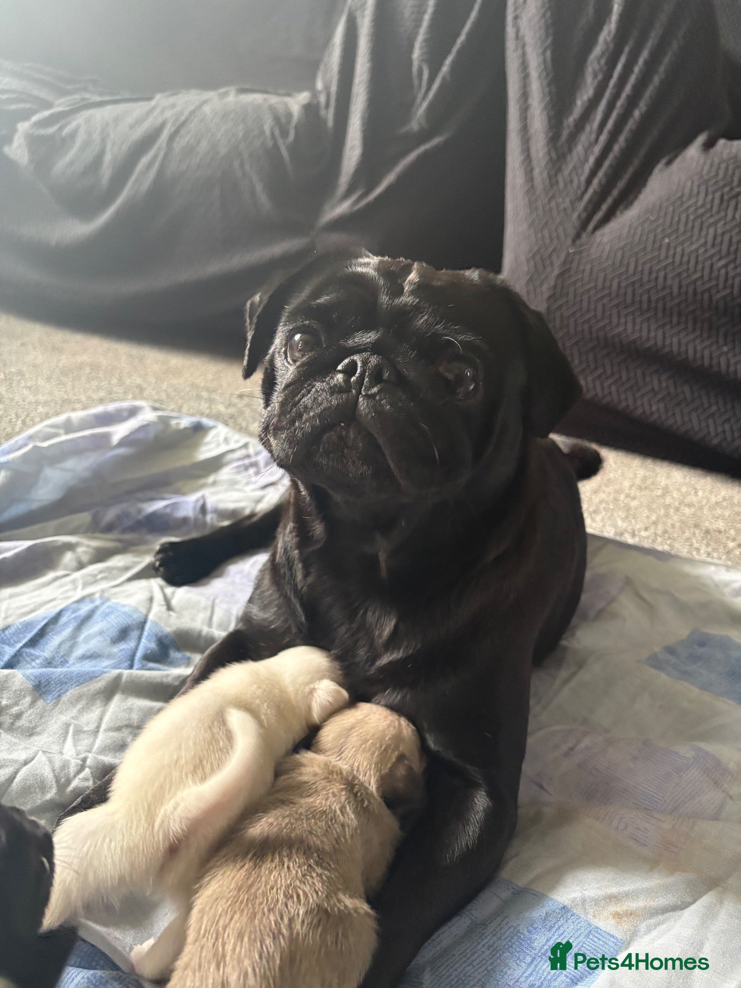 Pug dogs BEAUTIFUL PUG PUPPIES – NOW AVAILABLE TO RESERVE - Advert 1