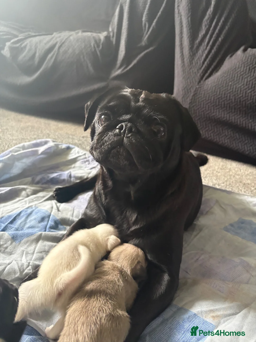 Pug dogs for sale: BEAUTIFUL PUG PUPPIES – NOW AVAILABLE TO RESERVE - Advert 1