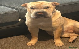 Shar Pei dogs for sale: Shar pei  - Image 6