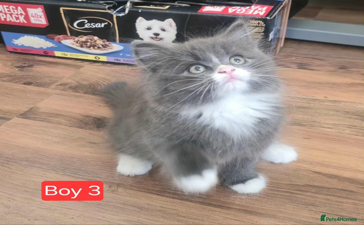 Mixed Breed cats - Advert 13