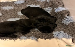 Mixed Breed dogs for sale: Sprockerdor puppies for sale - Image 14
