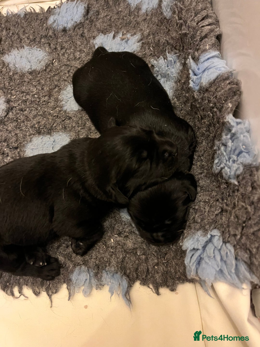 Mixed Breed dogs for sale: Sprockerdor puppies for sale - Image 14