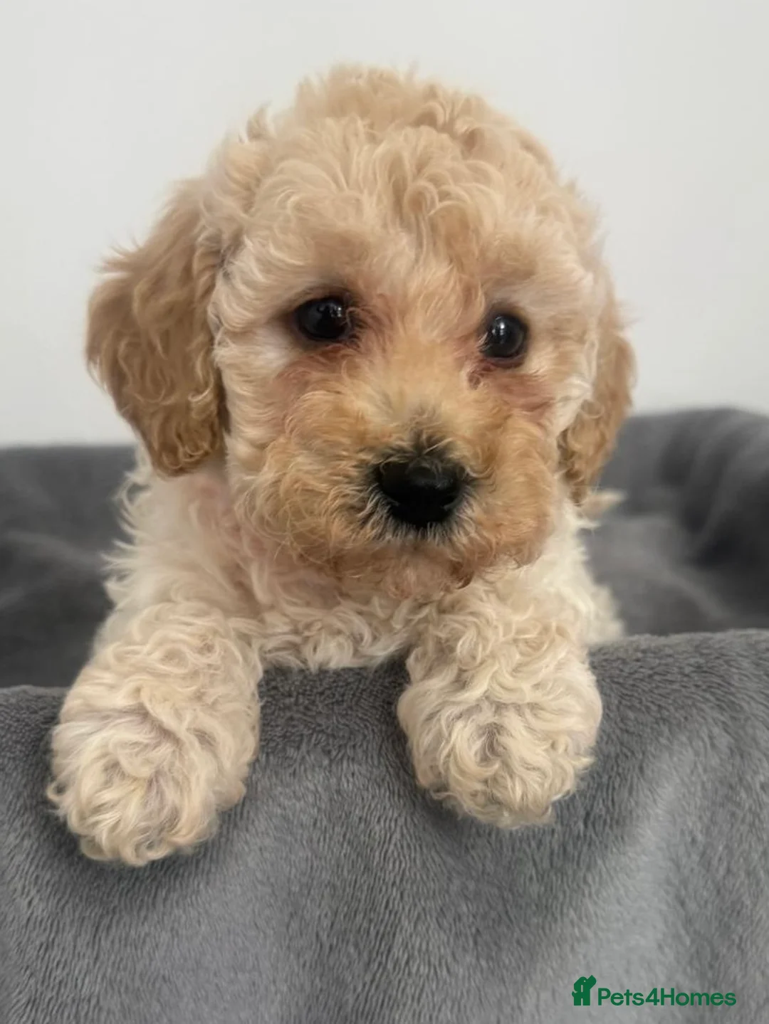 Mixed Breed dogs for sale: Unusual Café Au Lait Poodle Puppies - Advert 22