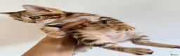 Bengal cats for sale: Beautiful bengal kitten  - Advert 8