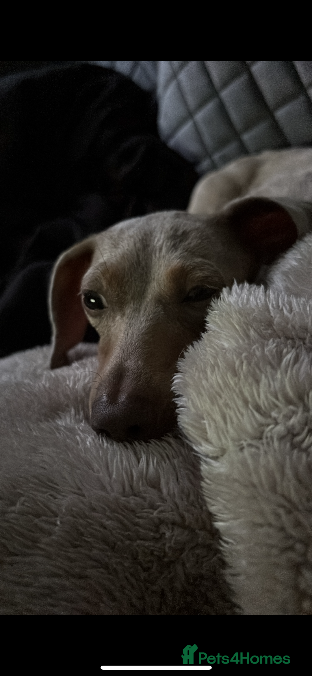 Miniature Dachshund dogs for sale: Girl miniature dachshund - Image 2