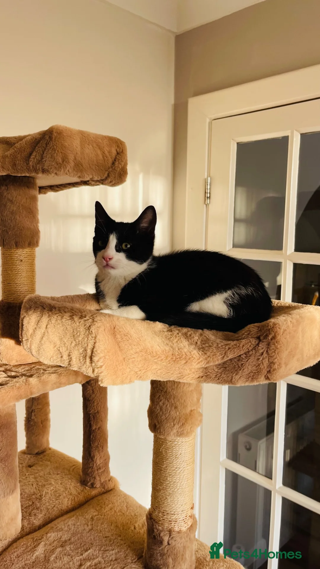 Mixed Breed cats for sale: Kittens for sale ,mixed breed, wonderful behaviour - Advert 40