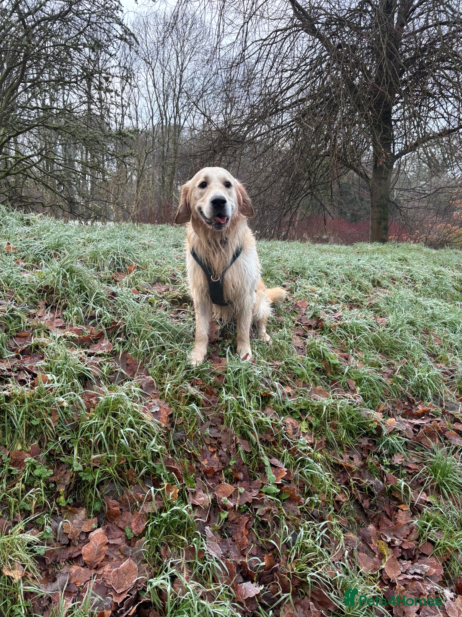 Golden Retriever dogs 🐾 Proven Golden Retriever Stud Available 🐾 - Advert 13