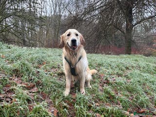 Golden Retriever dogs 🐾 Proven Golden Retriever Stud Available 🐾 - Advert 1