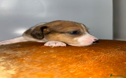 Jack Russell dogs for sale: One boy and one girl Jack Russell left  - Image 15