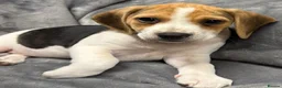 Beagle dogs for sale: 6 girl beagle pups waiting for their forever home in Treharris - Advert 6