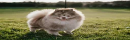 Pomapoo dogs for sale: Lovely tiny Pomapoo’s available  - Advert 8