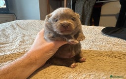 Pomeranian dogs for sale: Outstanding Quality Pomeranian  - Image 6