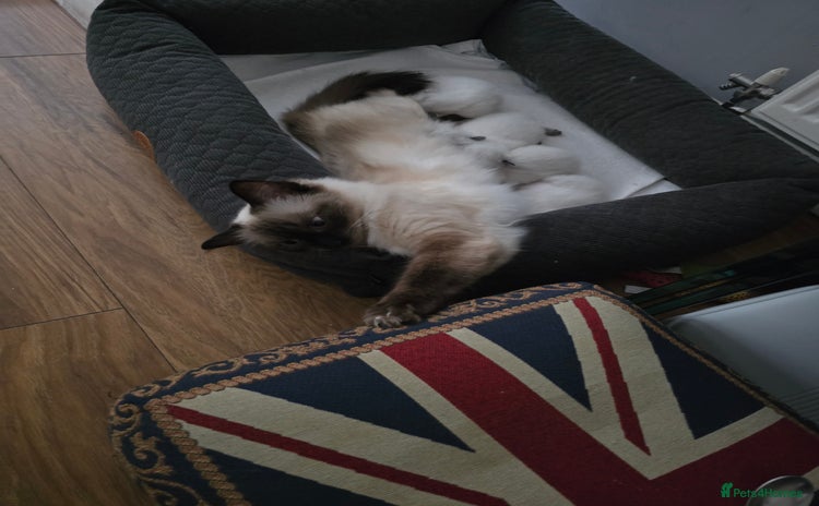 Ragdoll cats - Advert 14