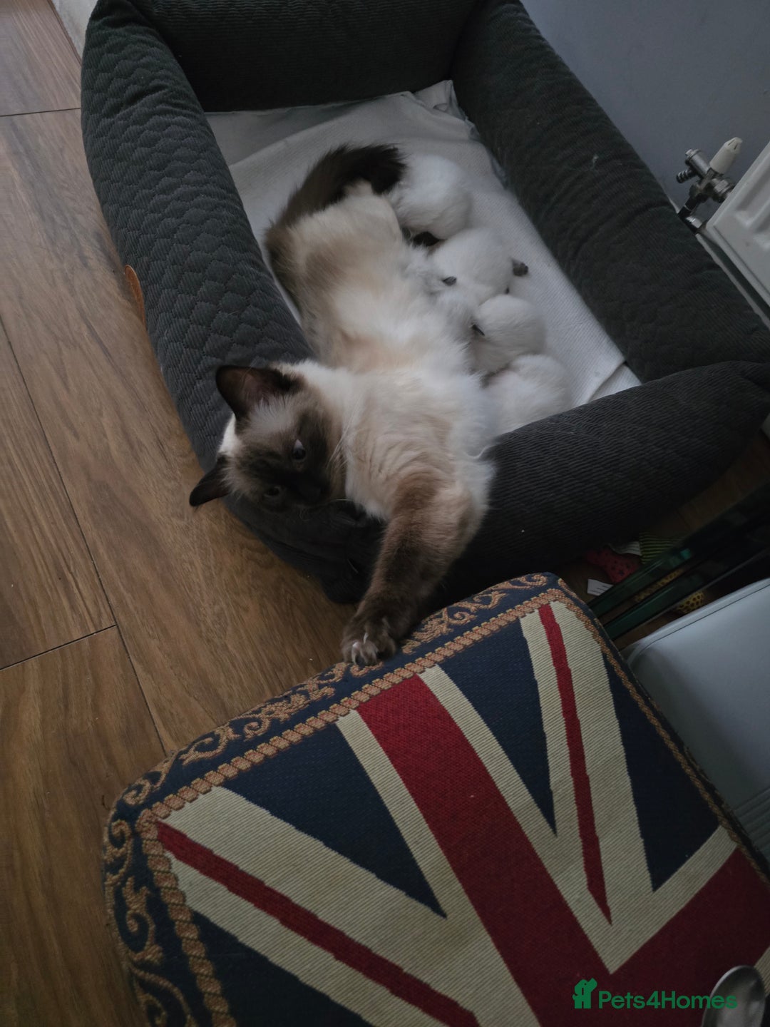 Ragdoll cats for sale: Ragdol KITTENS 😸 ♥️  - Image 1