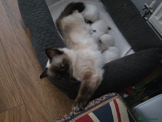 Ragdoll cats - Advert 26