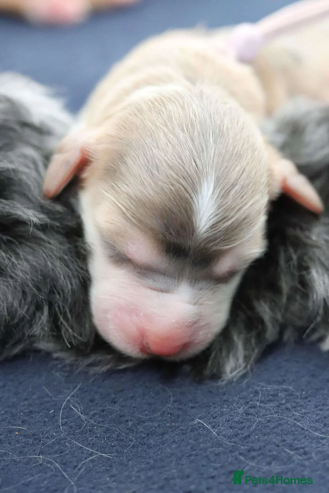 Cockapoo dogs for stud: Stunning Sable F1 Cockapoo DNA health tested clear in Cannock - Advert 27