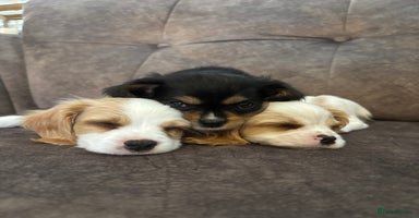 Cavachon dogs - Advert 3