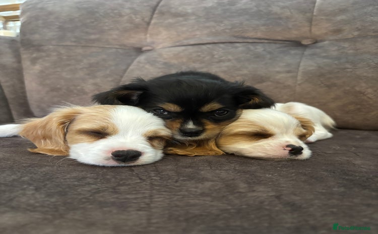 Cavachon dogs - Advert 1