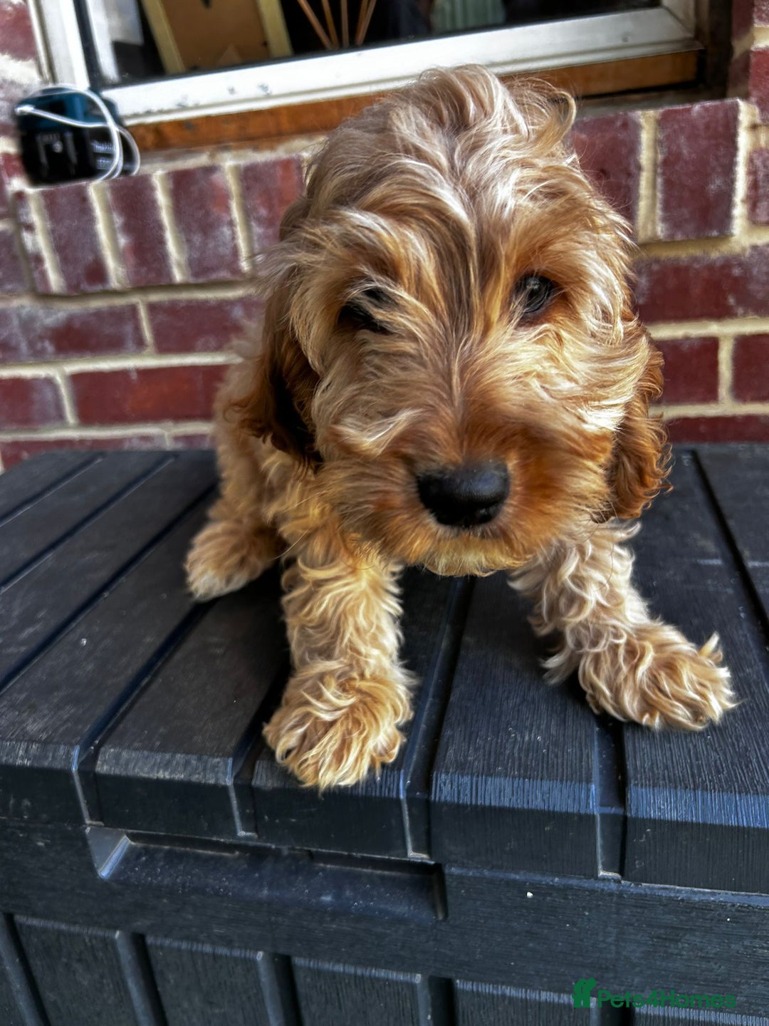 Cockapoo dogs for sale: F1 show cockapoos  - Image 9