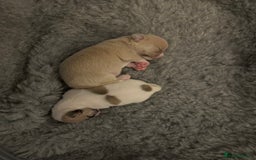 Chihuahua dogs for sale: Adorable Chihuahua puppies - Image 6