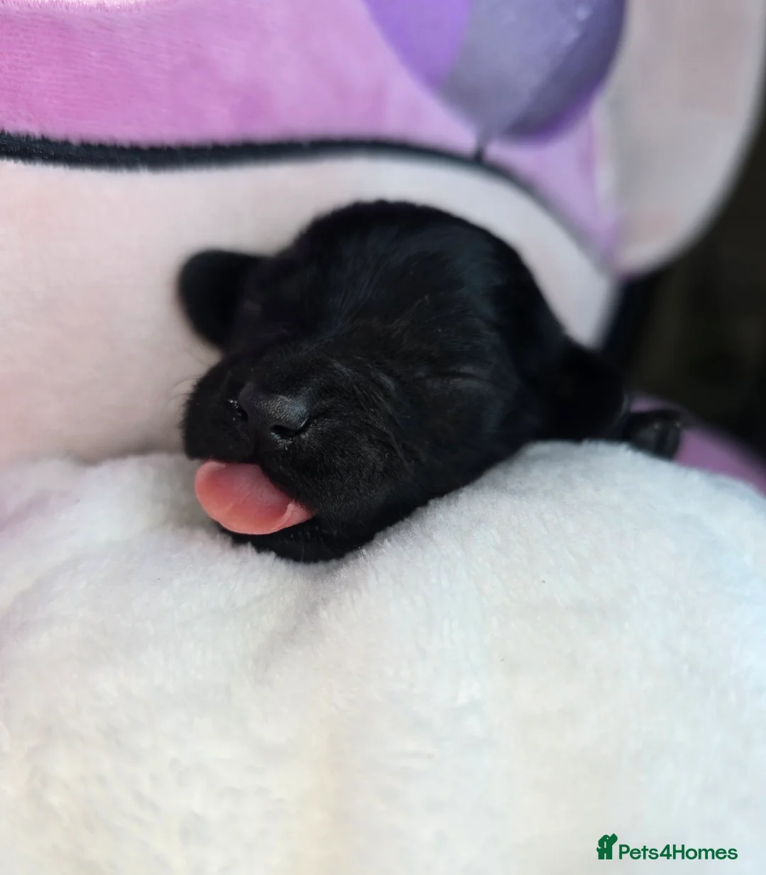 Cavapoo dogs for sale: 🩷🩵SMALL TOY🐶CAVAPOO PUPS🐶HEALTH DNA TESTED🩵🩷 - Advert 6