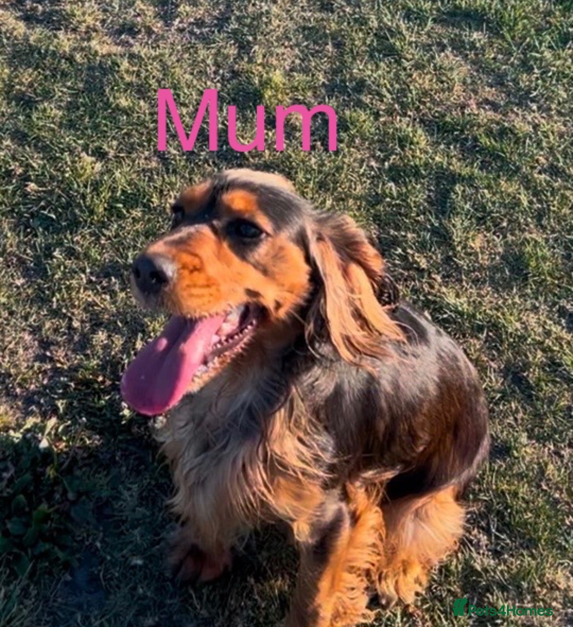 Cocker Spaniel dogs Beautiful Cocker spaniel 💙💙🩷🩷🩷🩷🩷🩷 - Advert 2