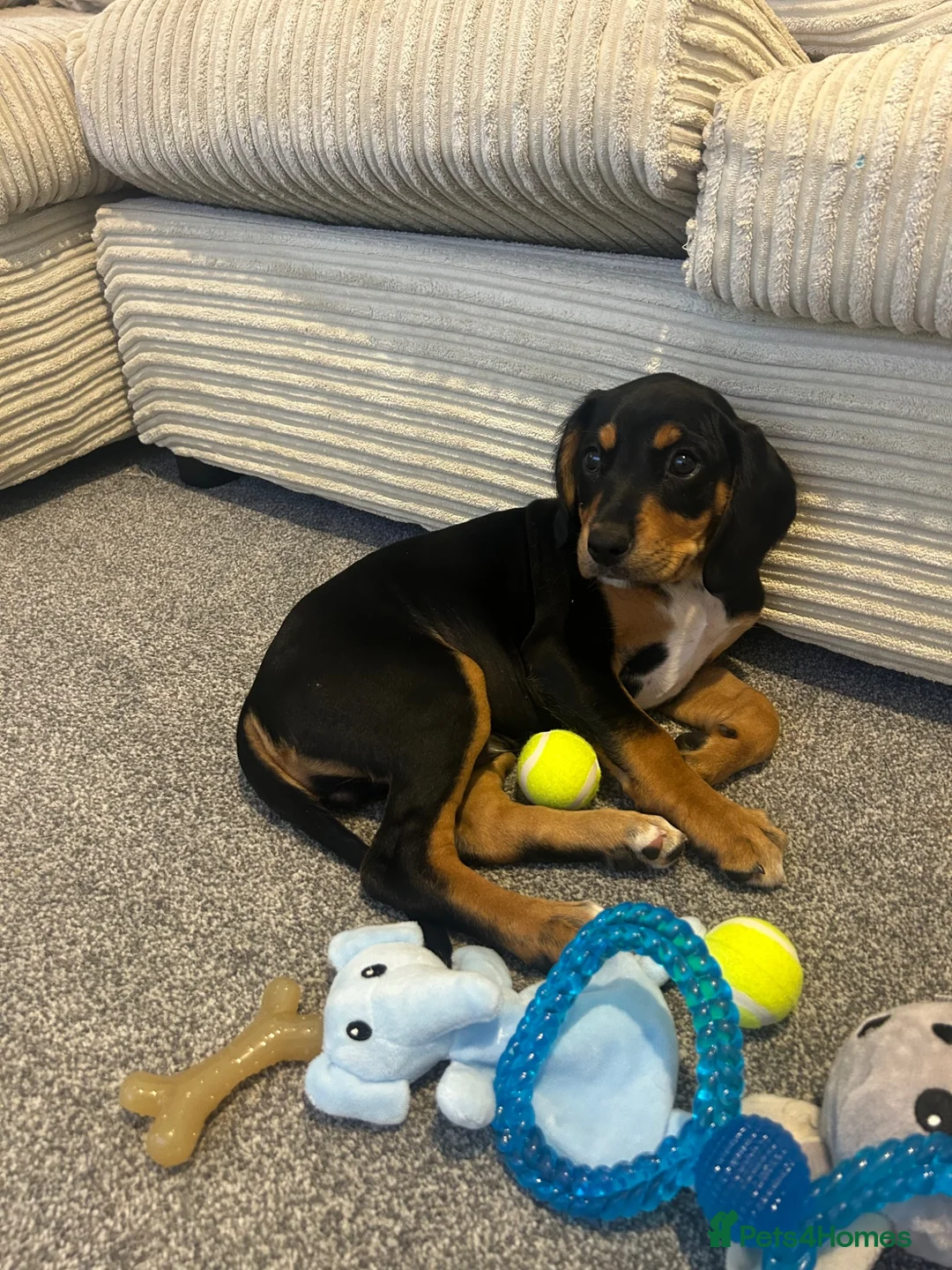 Mixed Breed dogs for sale: Walter - Advert 25