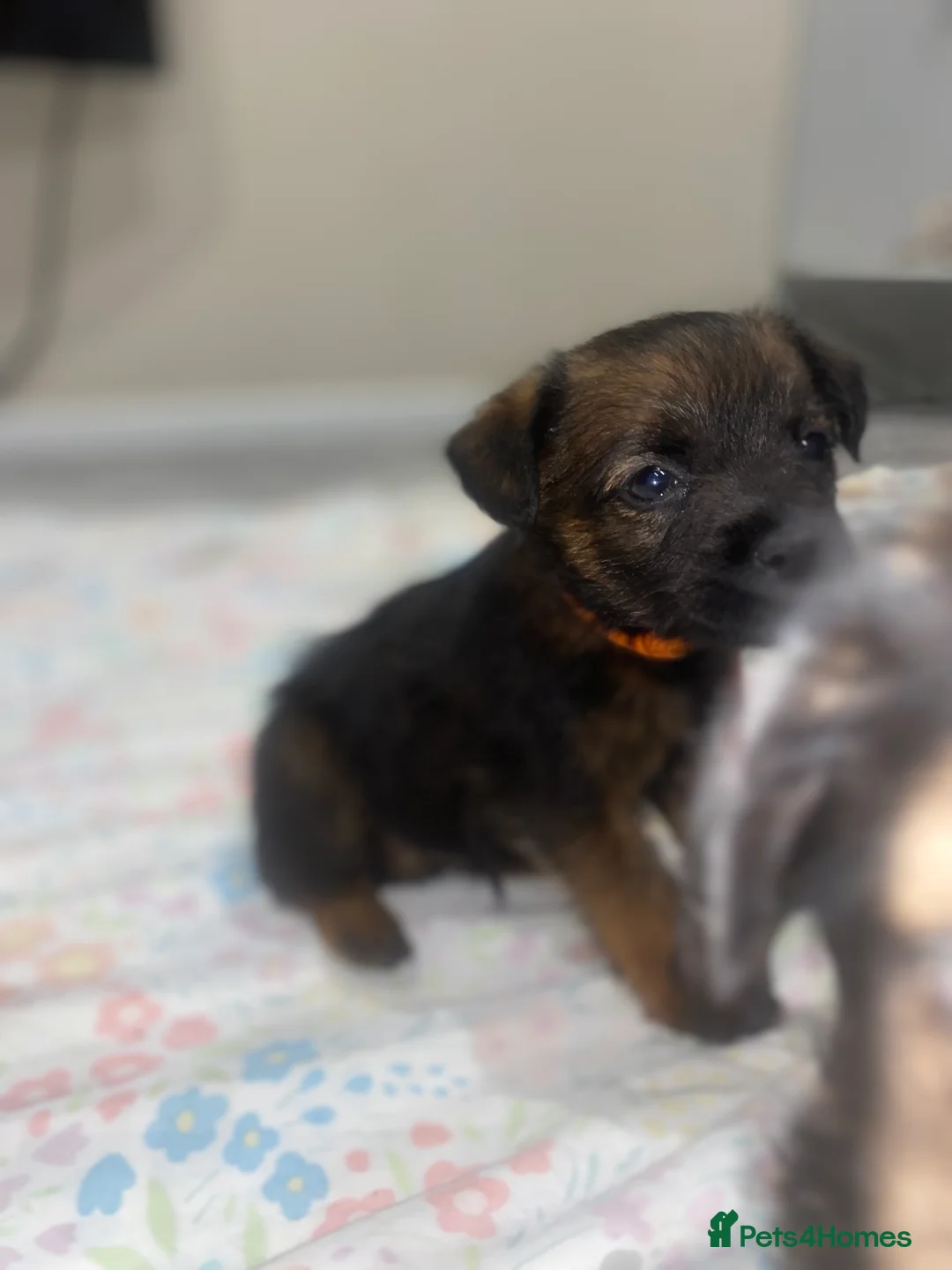 Border Terrier dogs for sale: 4 beautiful border terrier boys left  - Advert 7