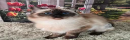 Ragdoll cats for sale: 3 year old Seal point girl - Advert 5