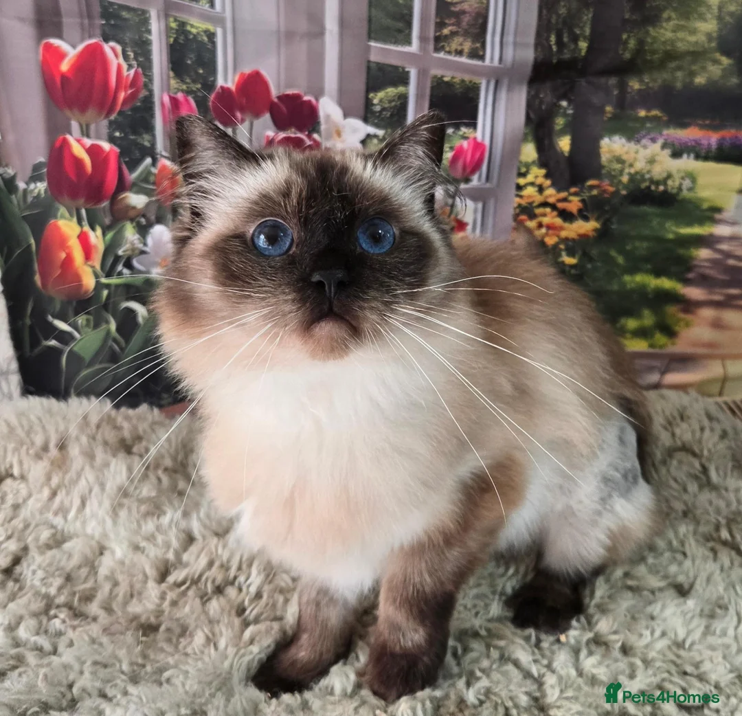Ragdoll cats for sale: 3 year old Seal point girl - Advert 5