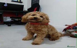 Cockapoo dogs for stud: (UNPROVEN) cockapoo male F3 available for stud   - Image 8